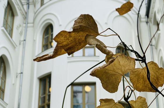 Høstbilde fra skolegård